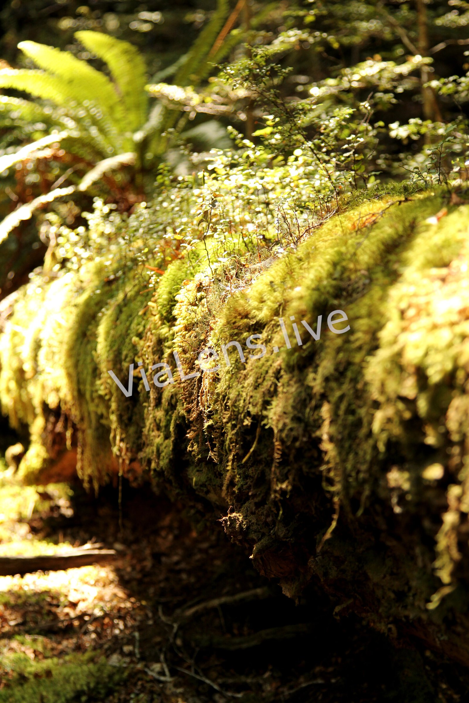 Nature photography