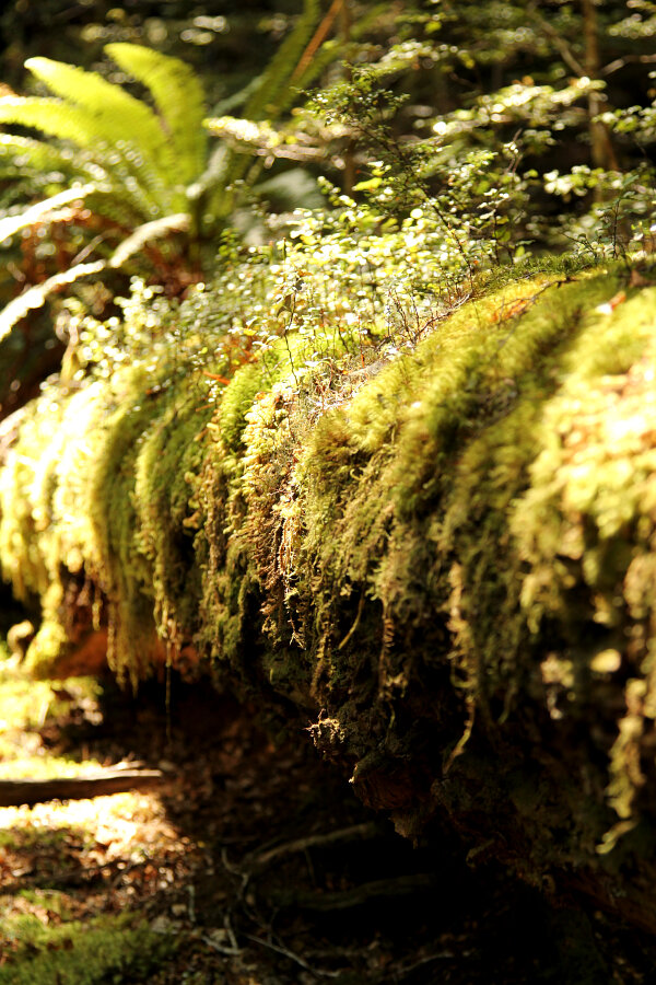 Forest Light