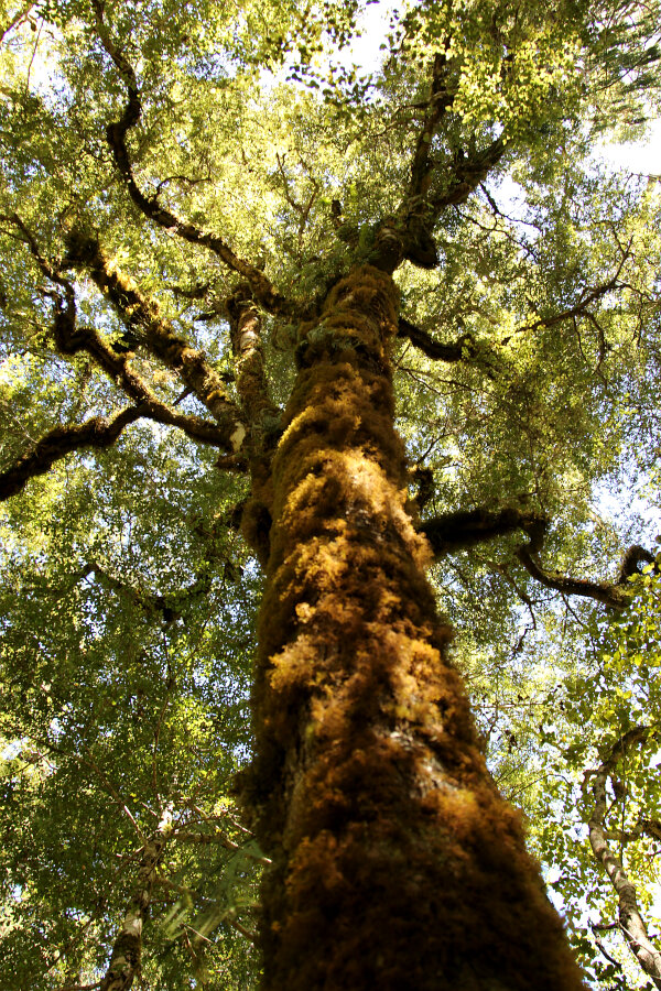 Moss On Tree