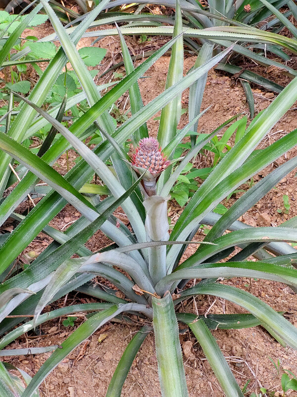 Young Pineapple