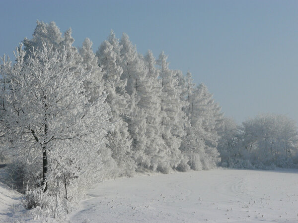 Winter trees and field