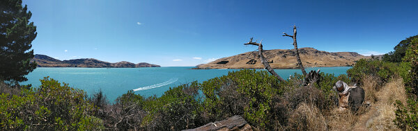Lyttleton Harbour
