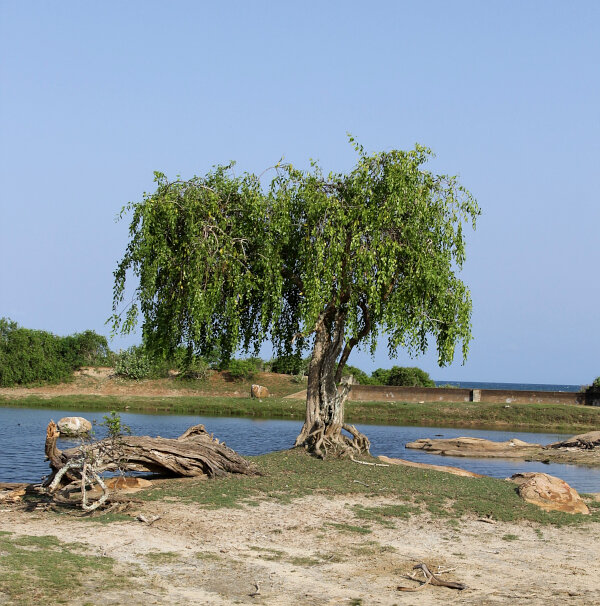 Lone Tree by Water