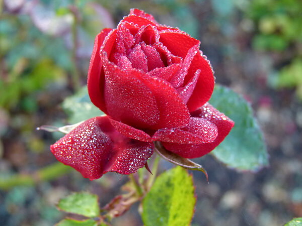 Garden Rose