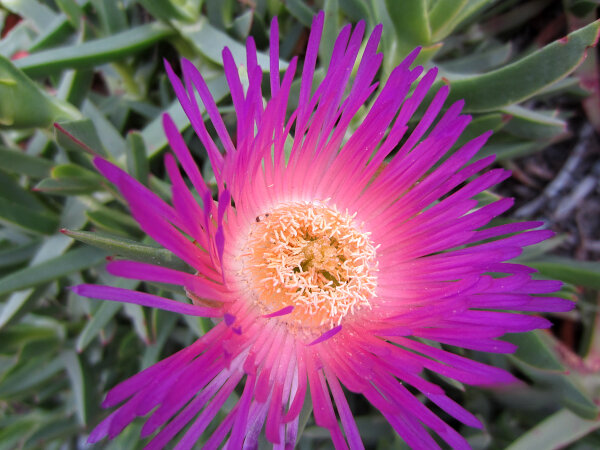 Ice Plant