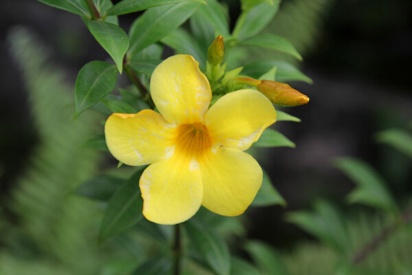 Golden Trumpet