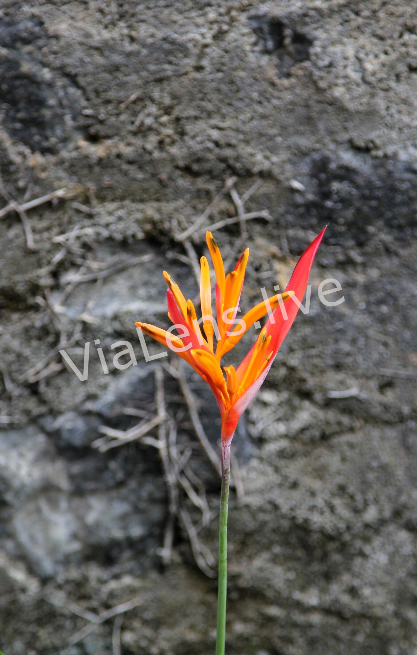 Tropical Flowers photography