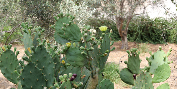 Prickly Pear Cactus