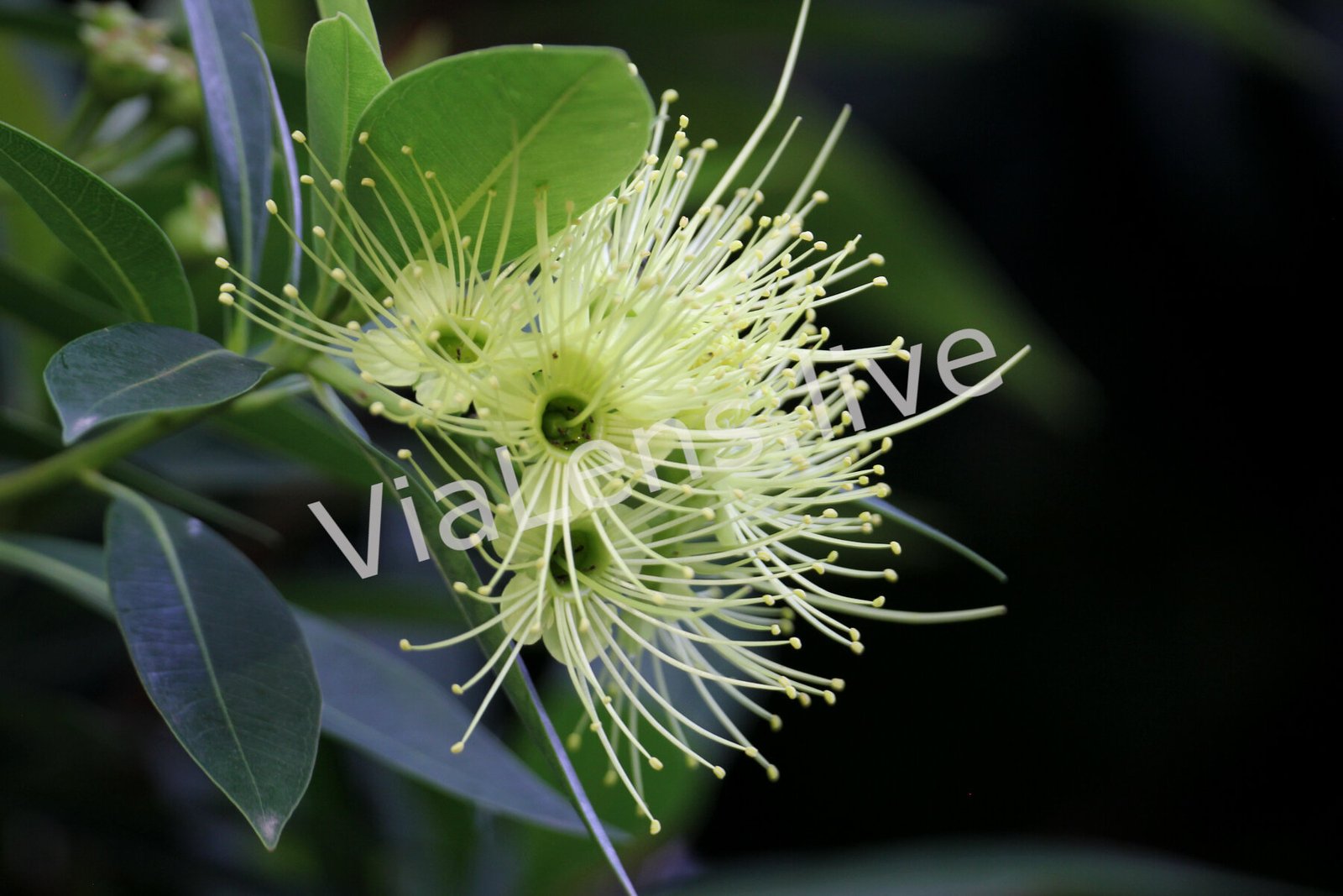Plants & Flowers photography