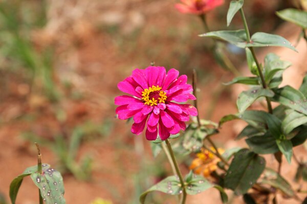 Pink Zinnia