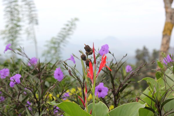 Red Canna Lily