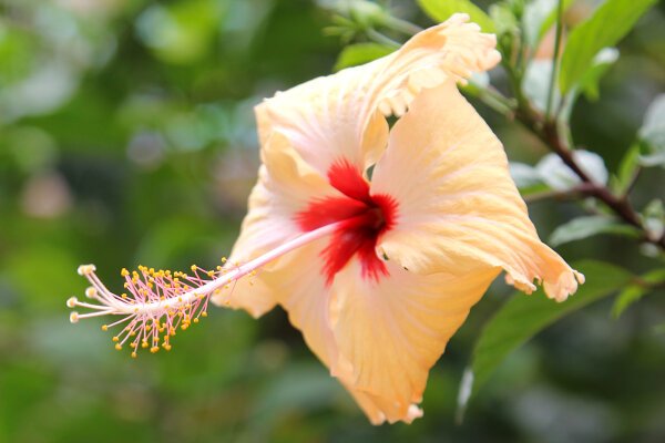 Yellow Hibiscus