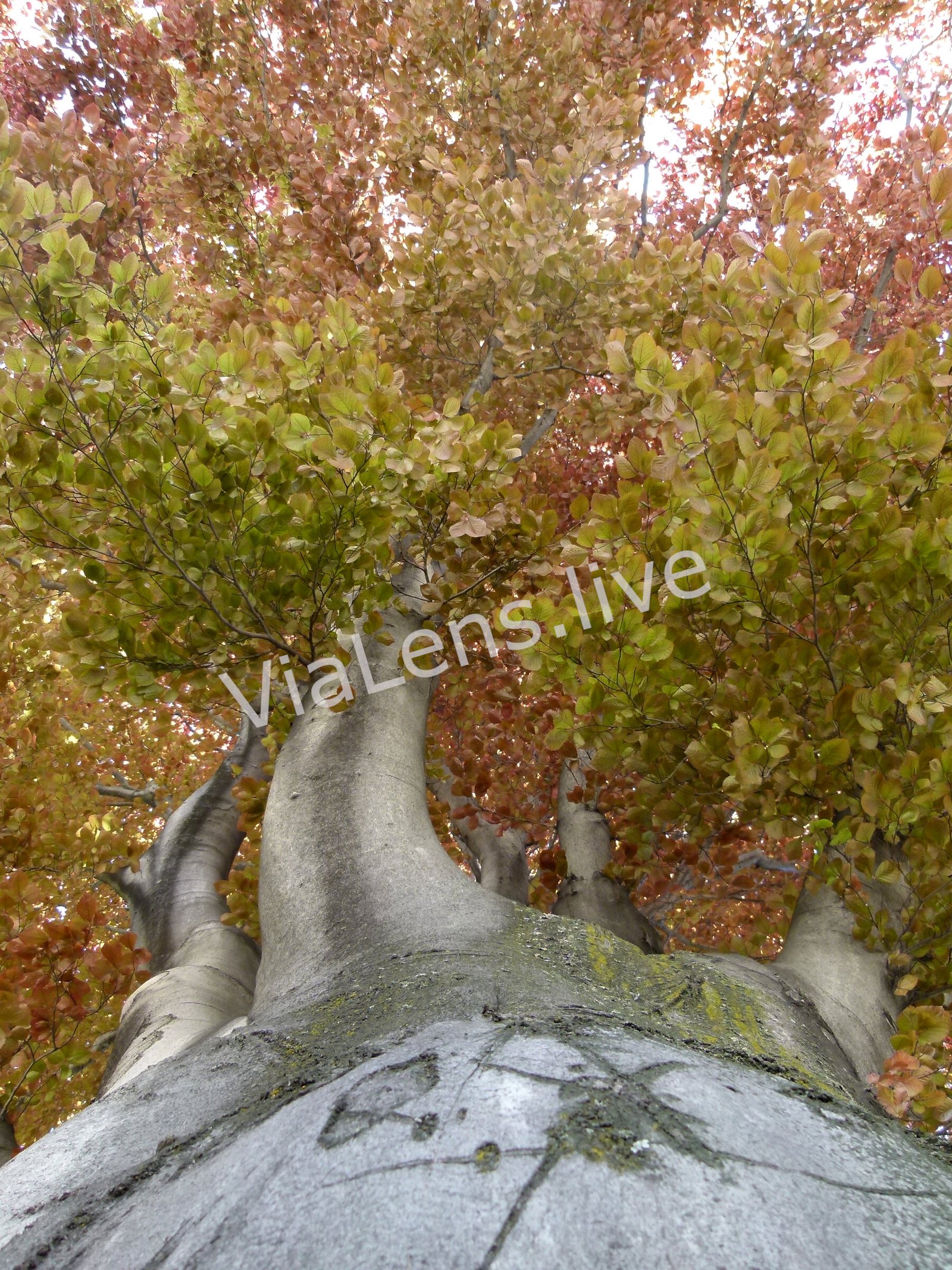 Trees photography