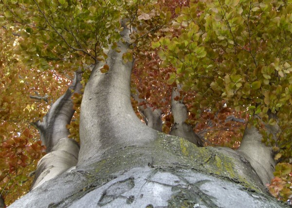 Trees