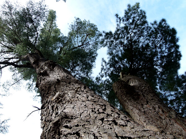 Radiata Pine