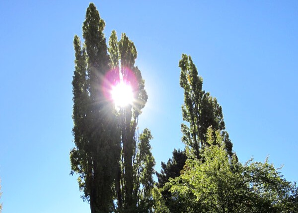 Lombardy Poplar