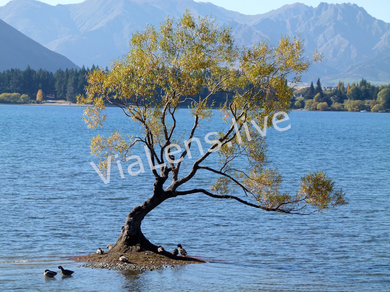Waterside Trees photography
