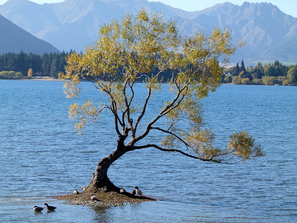 That Wānaka Tree