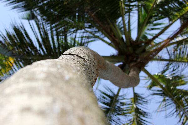 Palms