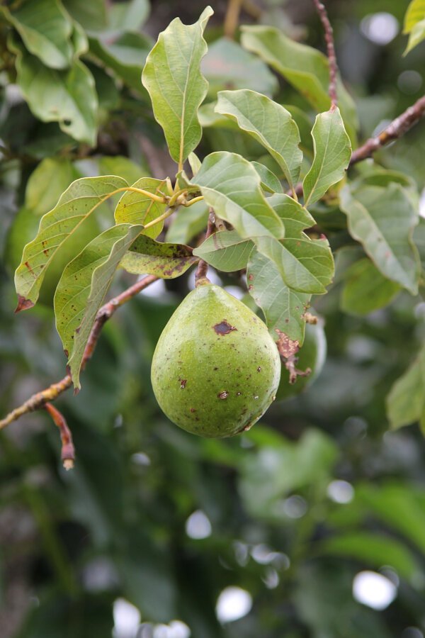 Avocado
