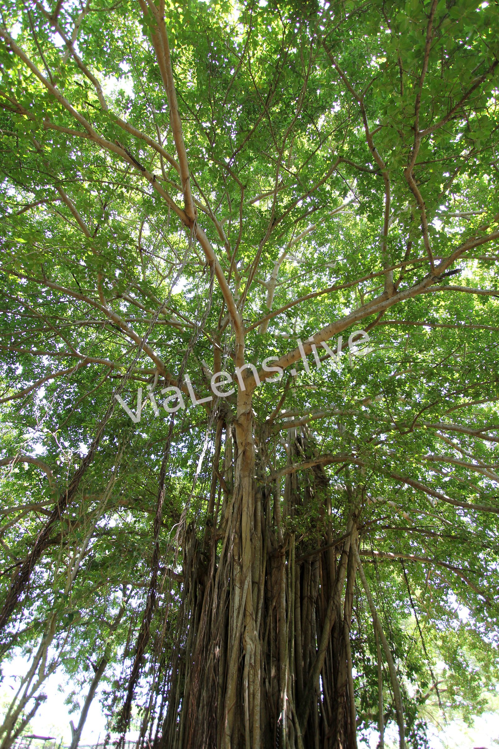 Sacred & Heritage Trees photography