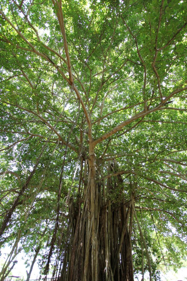 Banyan Tree