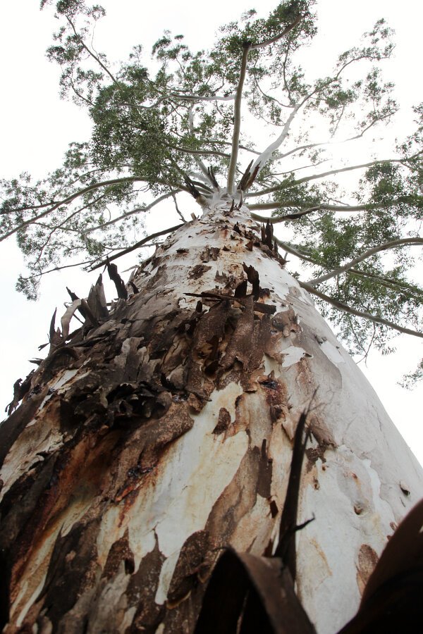 Blue Gum