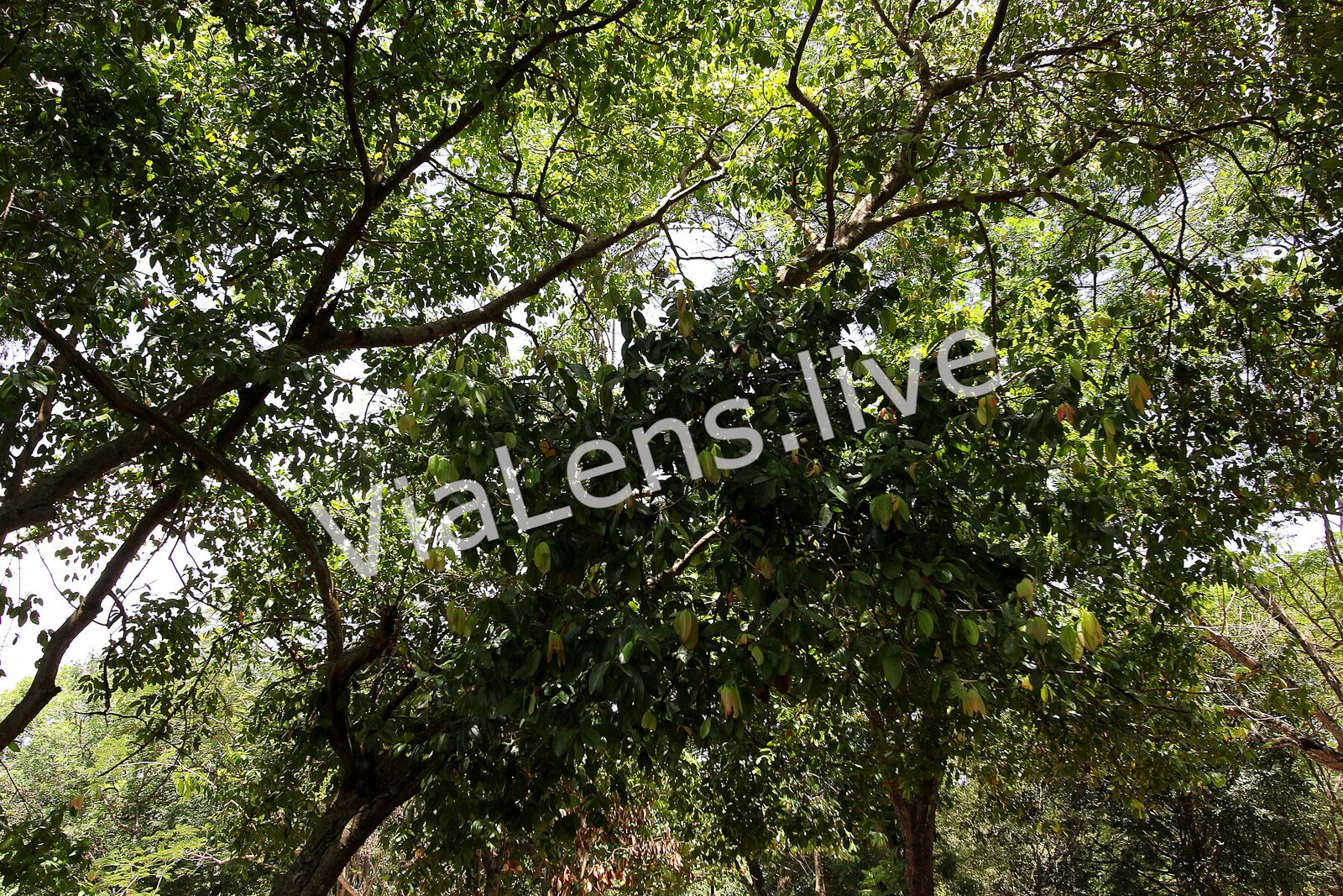 Evergreen Trees photography