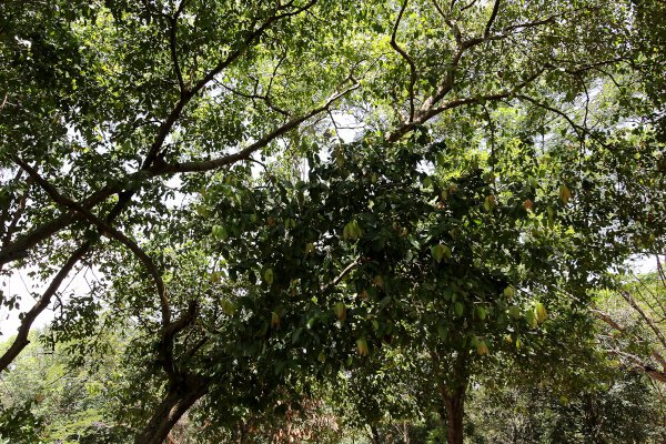 Ceylon Cinnamon