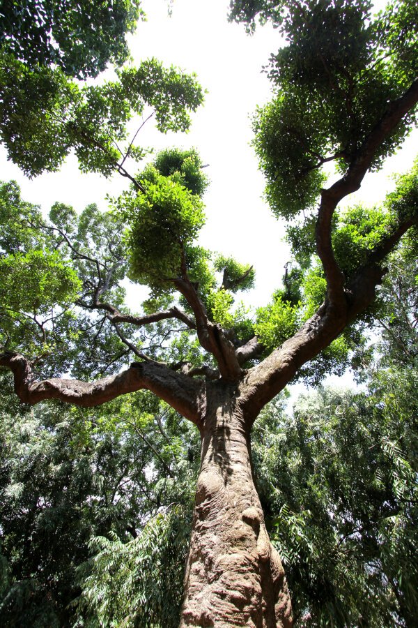 Indian Cork Tree