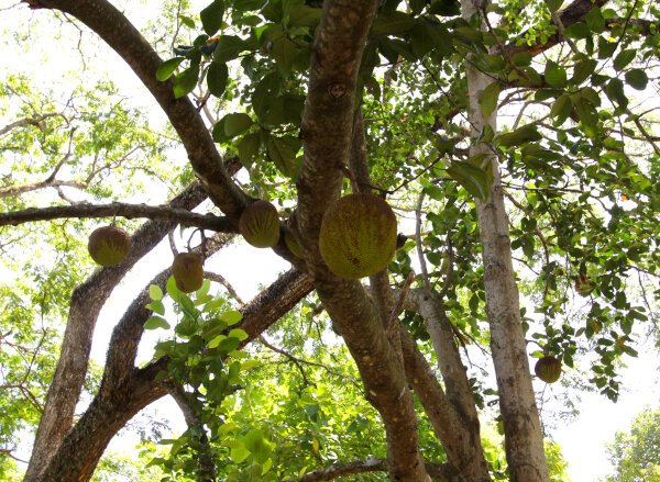 Jackfruit Tree