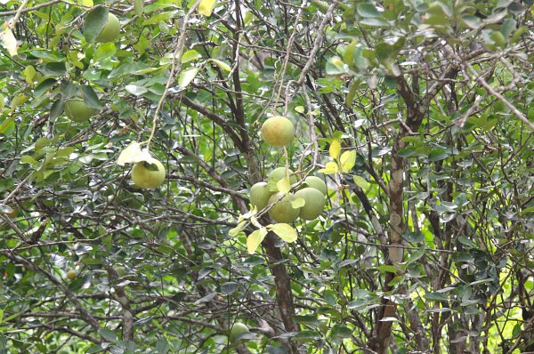 Pomelo Tree