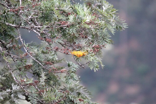 Silky Oak