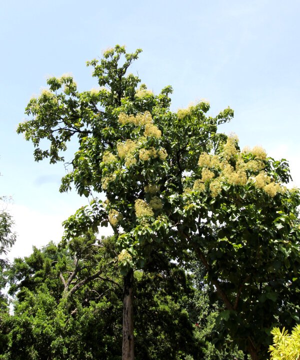Teak