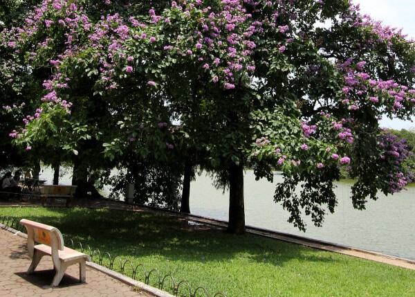 Crape Myrtle