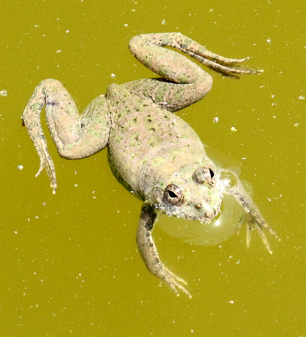 Indian Bullfrog