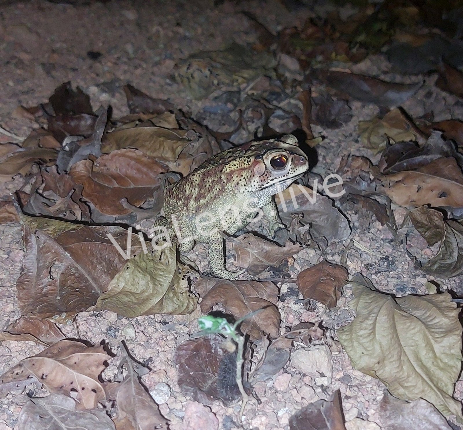 Amphibians photography