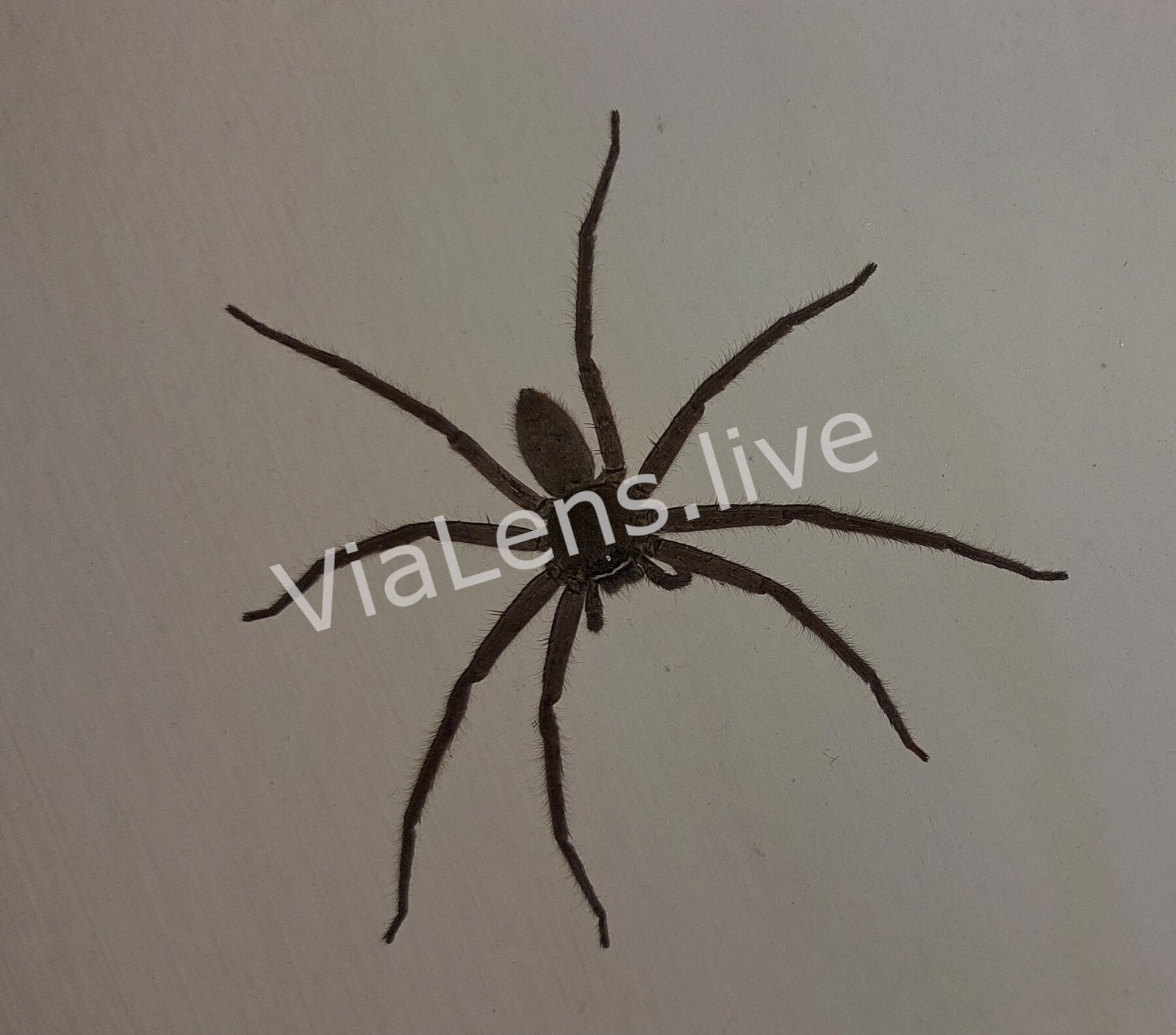 Arachnids photography