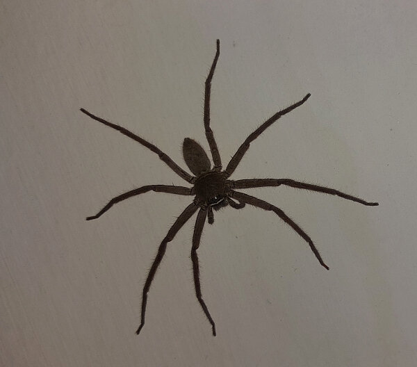 Brown Huntsman Spider