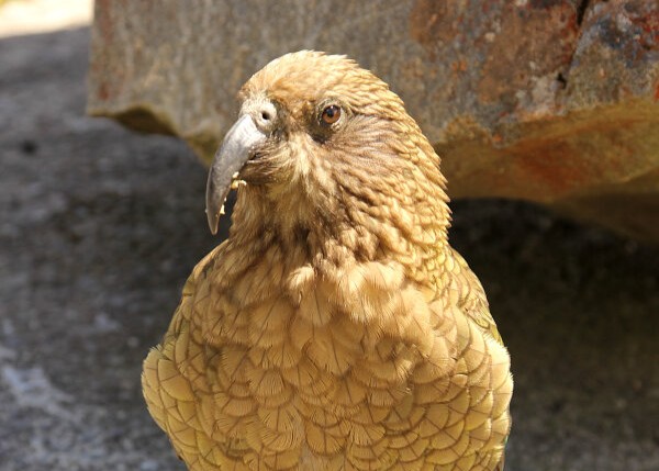 Kea