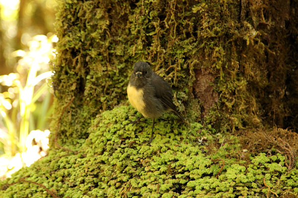 South Island Robin
