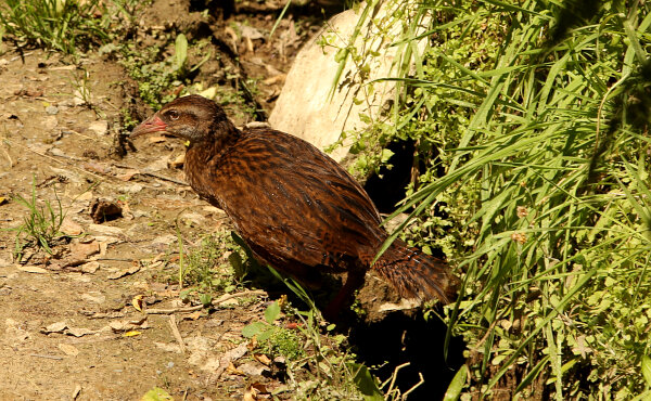 Weka