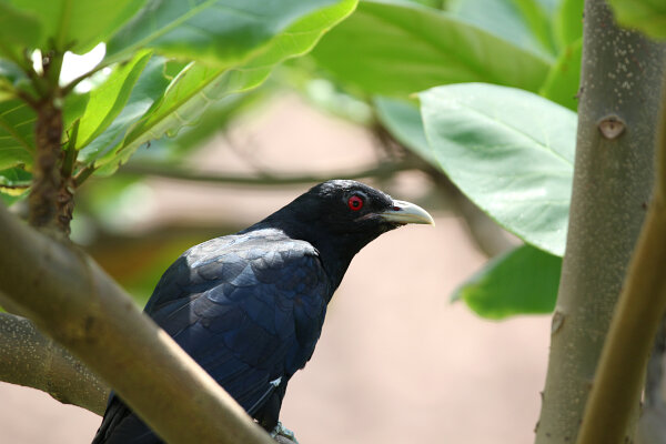 Asian Koel