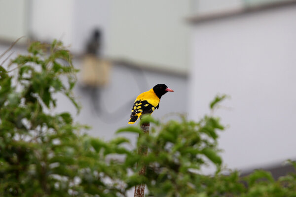 Black-hooded Oriole