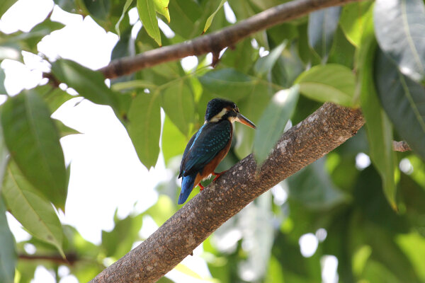 Common Kingfisher