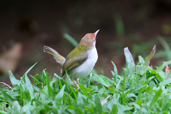 Common Tailorbird