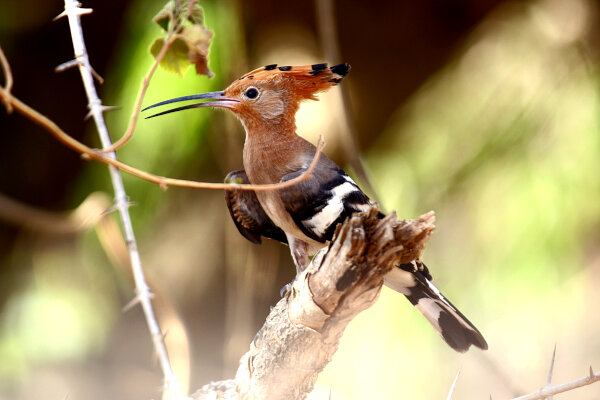 Eurasian Hoopoe