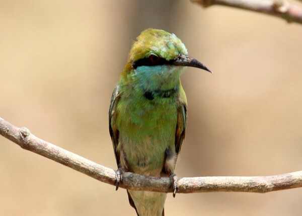 Green Bee-eater