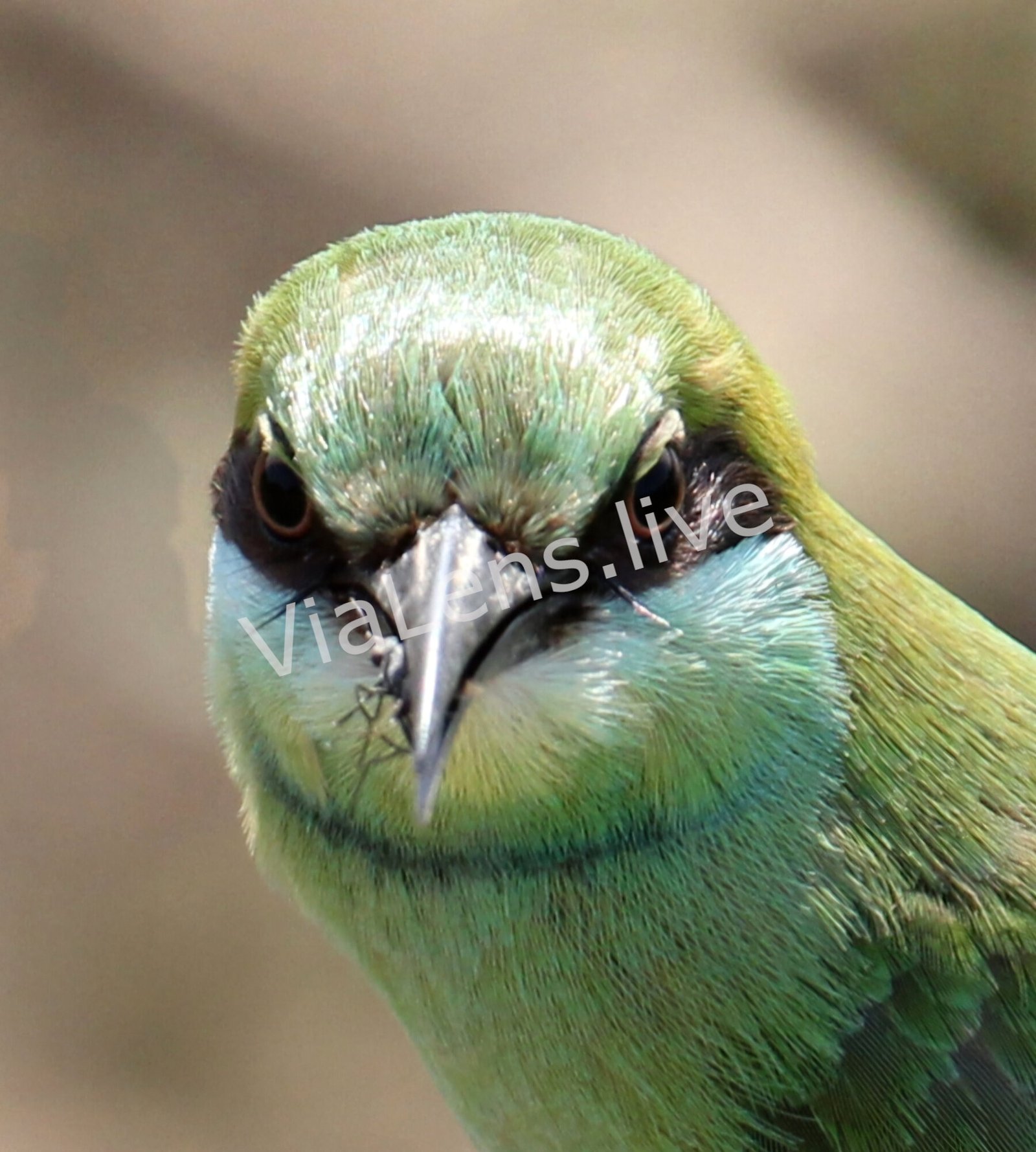 Green Bee-Eater photography