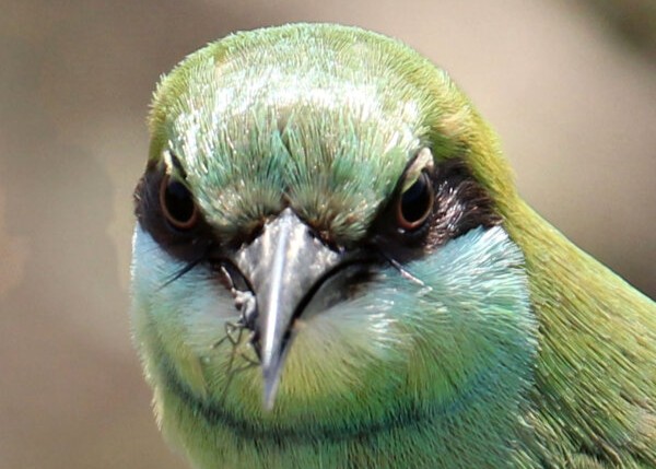 Green Bee-Eater
